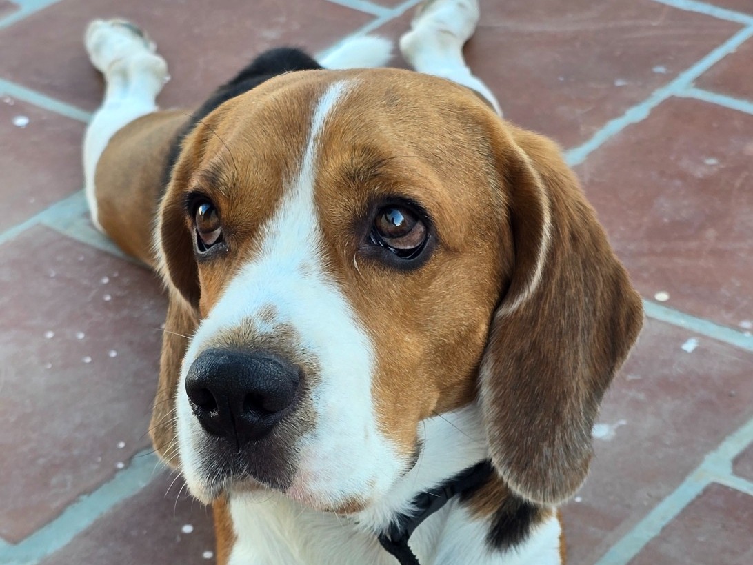 Bigil - Beagle | Petmeetly