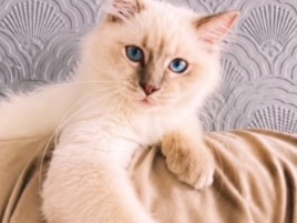 romeo - Ragdoll | Petmeetly
