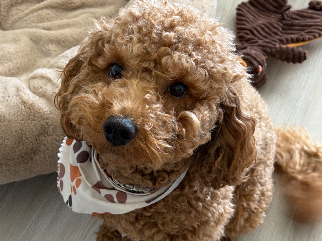marley - Mini Golden Doodle | Petmeetly