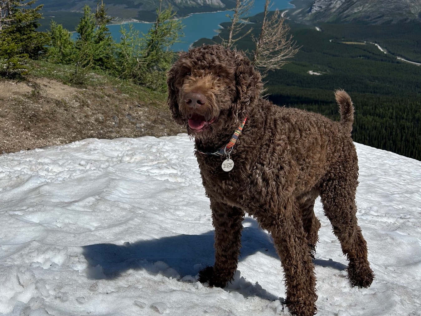 cyrus - Labradoodle | Petmeetly
