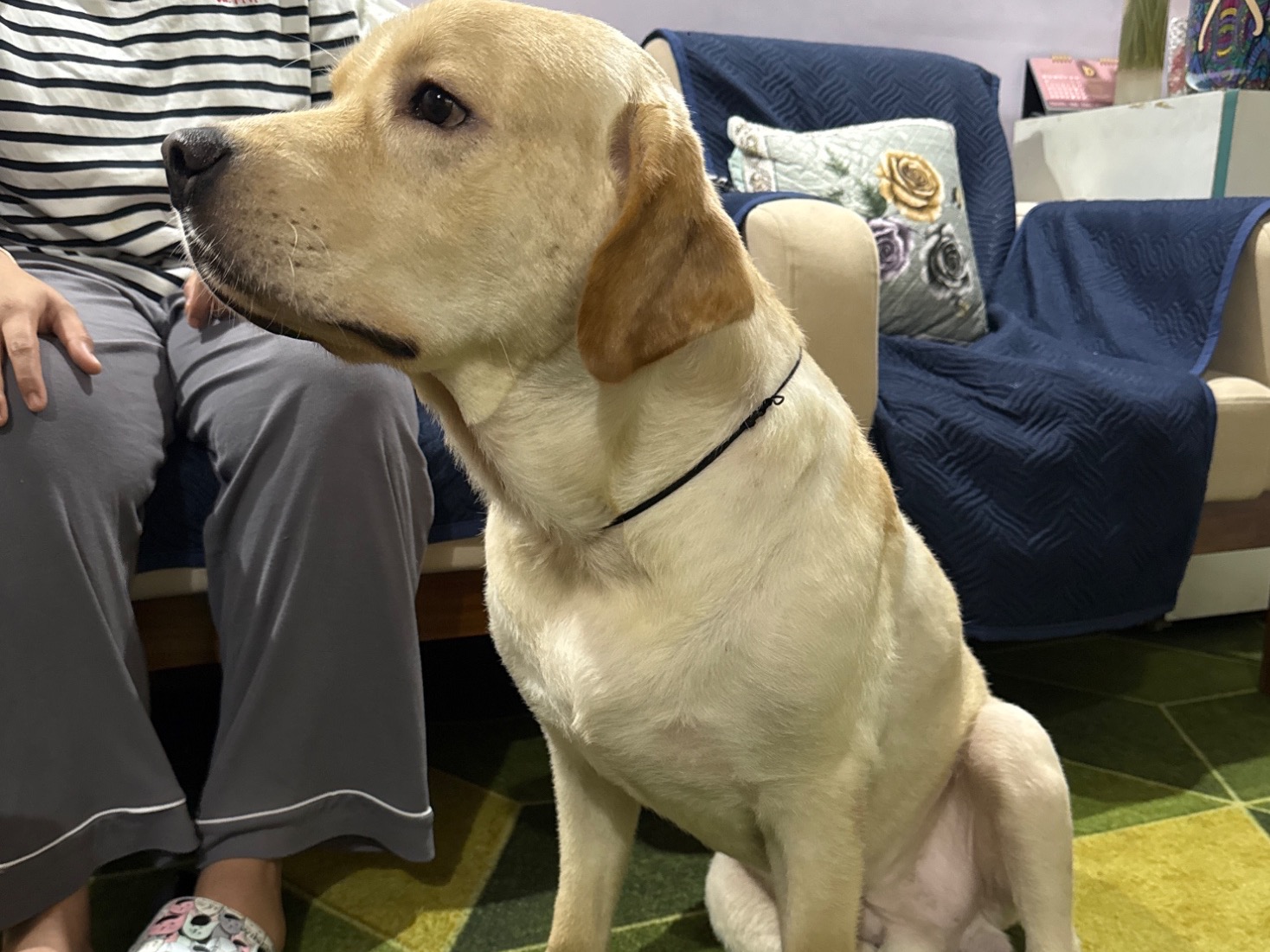 Simba - Labrador Retriever | Petmeetly