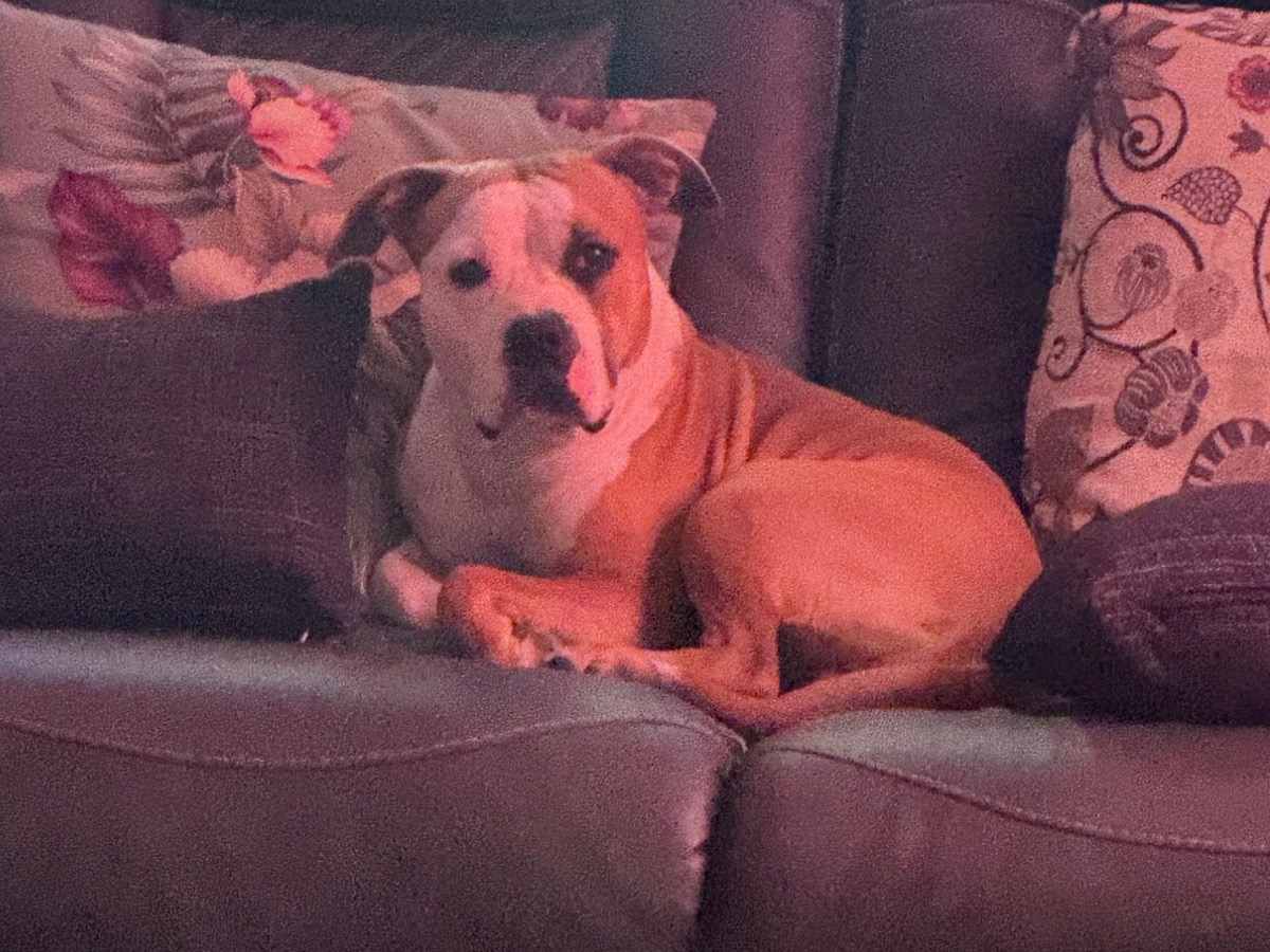 Melly - American Staffordshire Terrier | Petmeetly