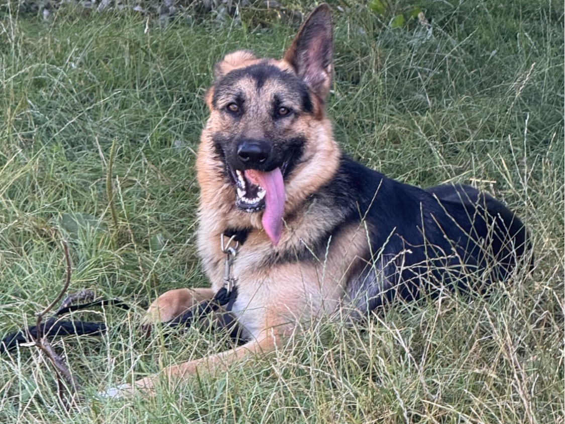 Ralph - Black German Shepherd | Petmeetly