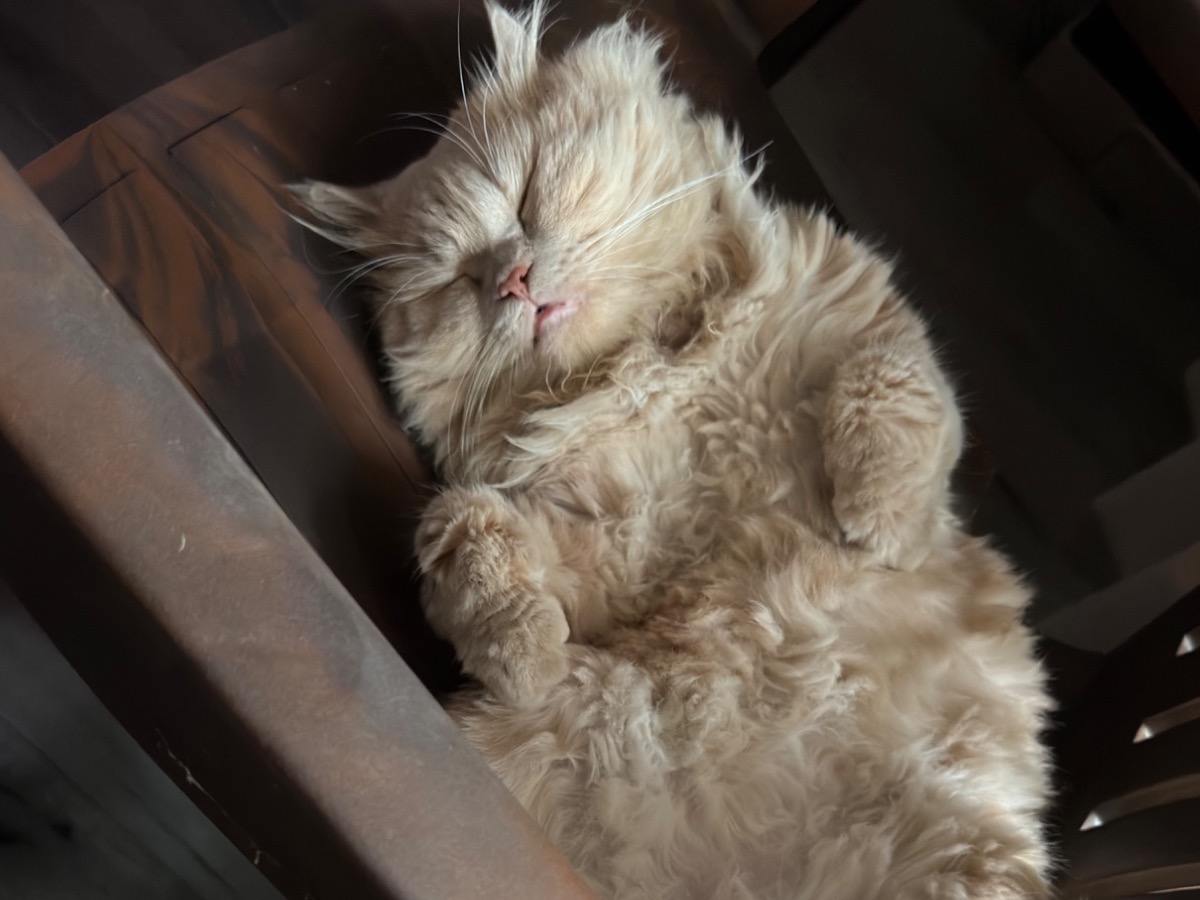 simba - Persian | Petmeetly