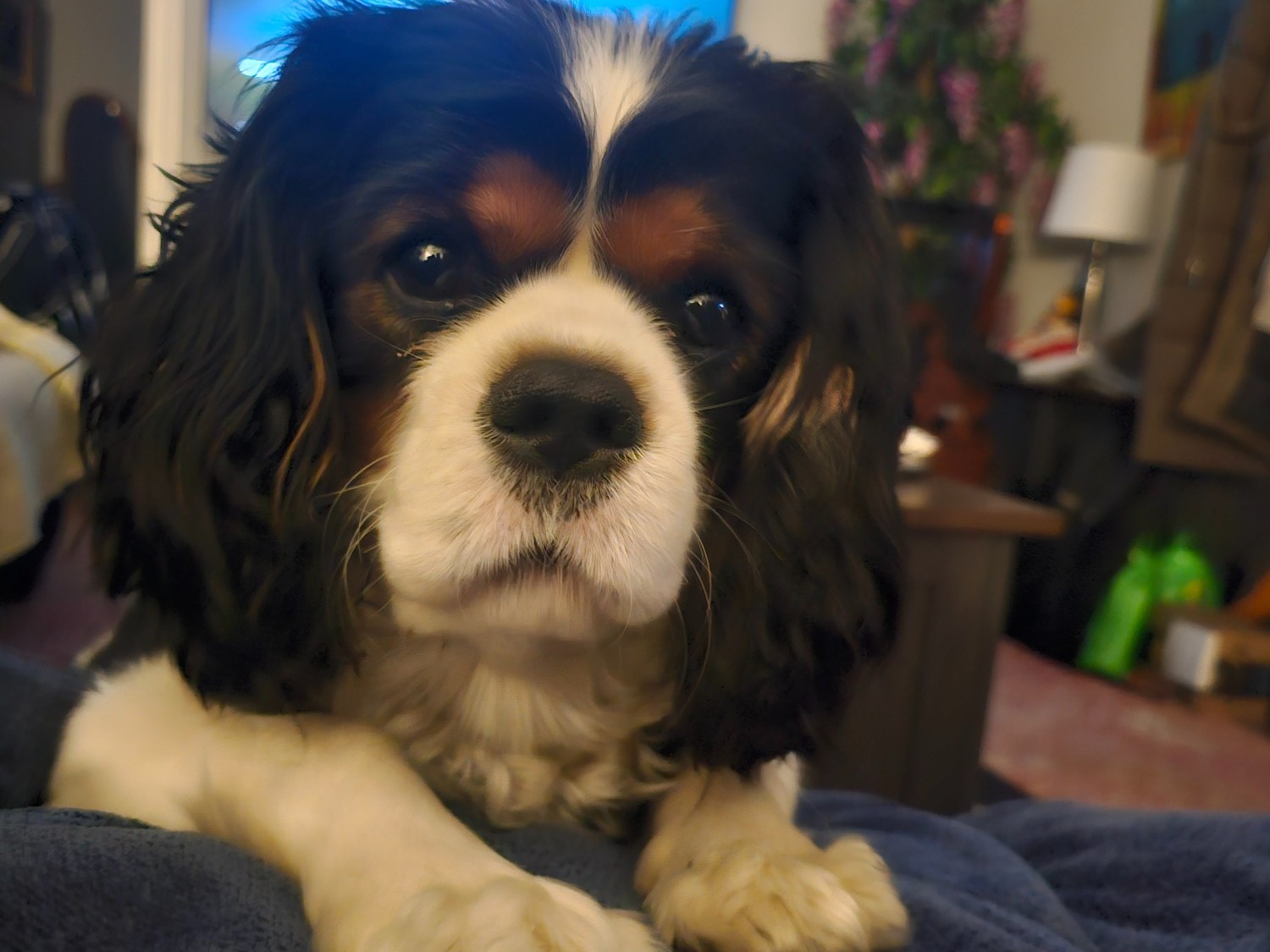 walter - Cavalier King Charles Spaniel | Petmeetly