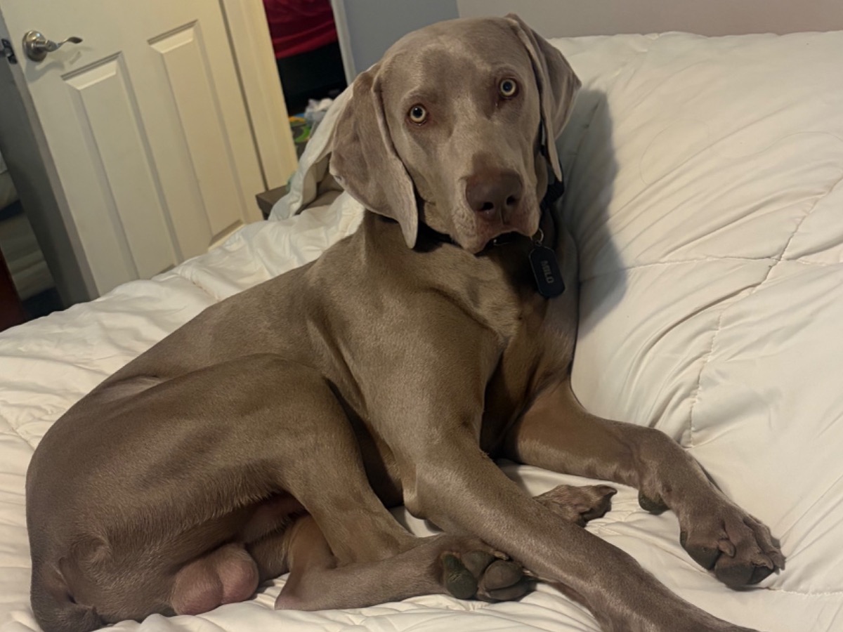 milo - Weimaraner | Petmeetly