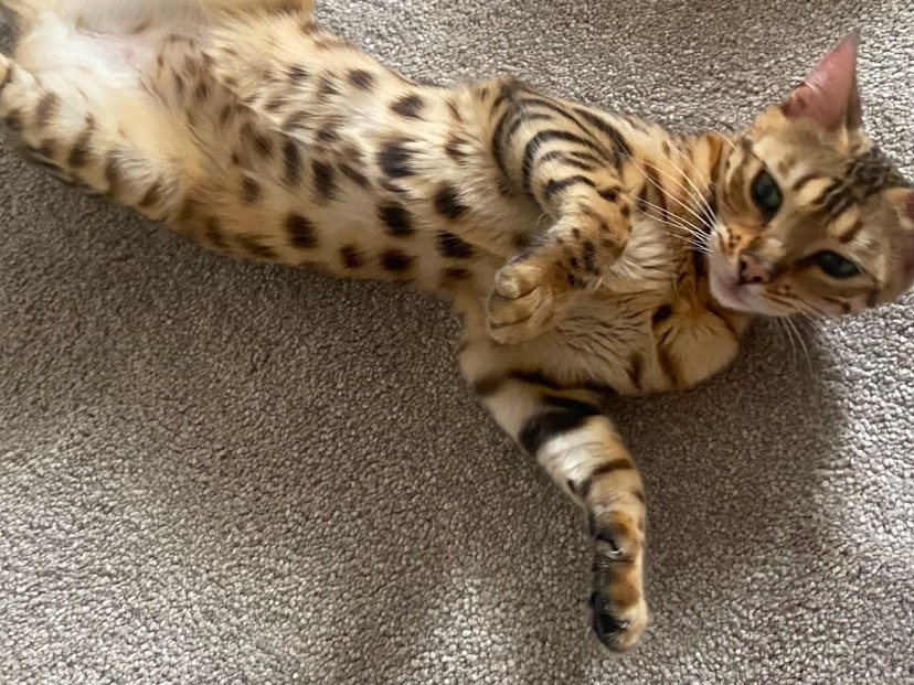 savana - Bengal | Petmeetly