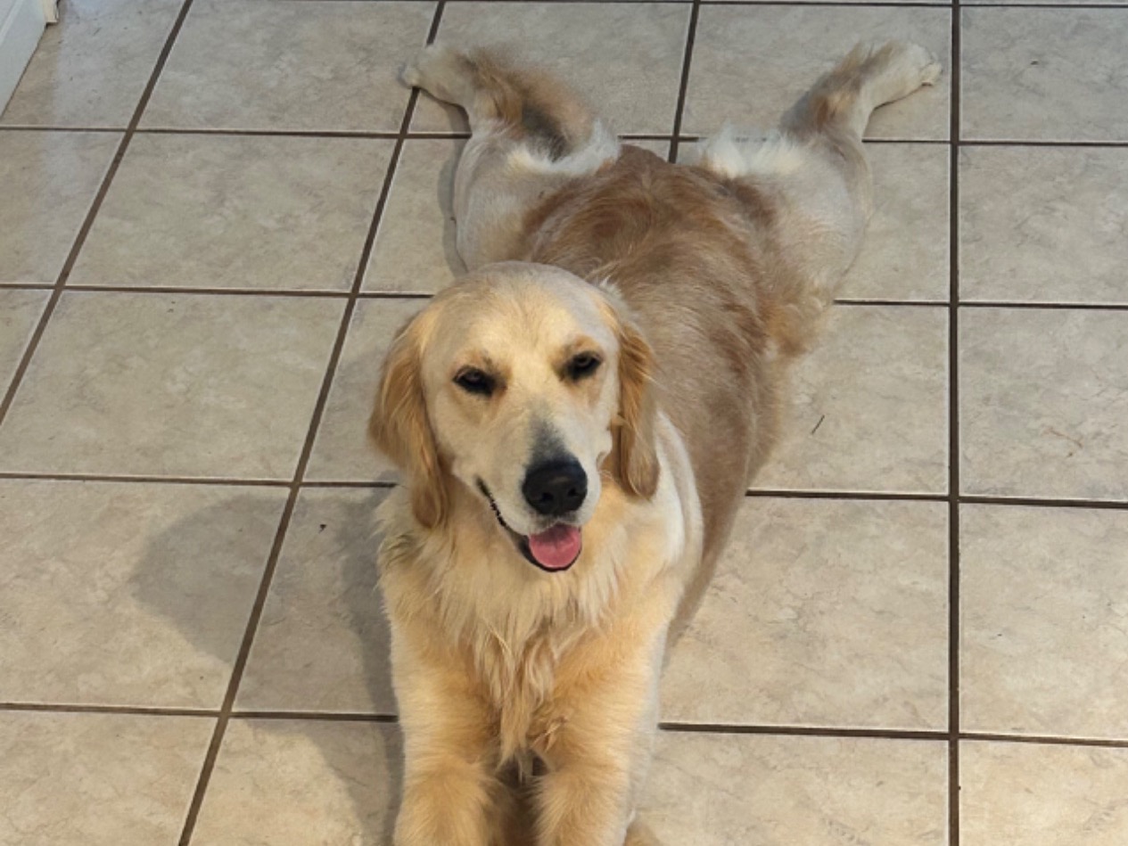 Karol - Golden Retriever | Petmeetly