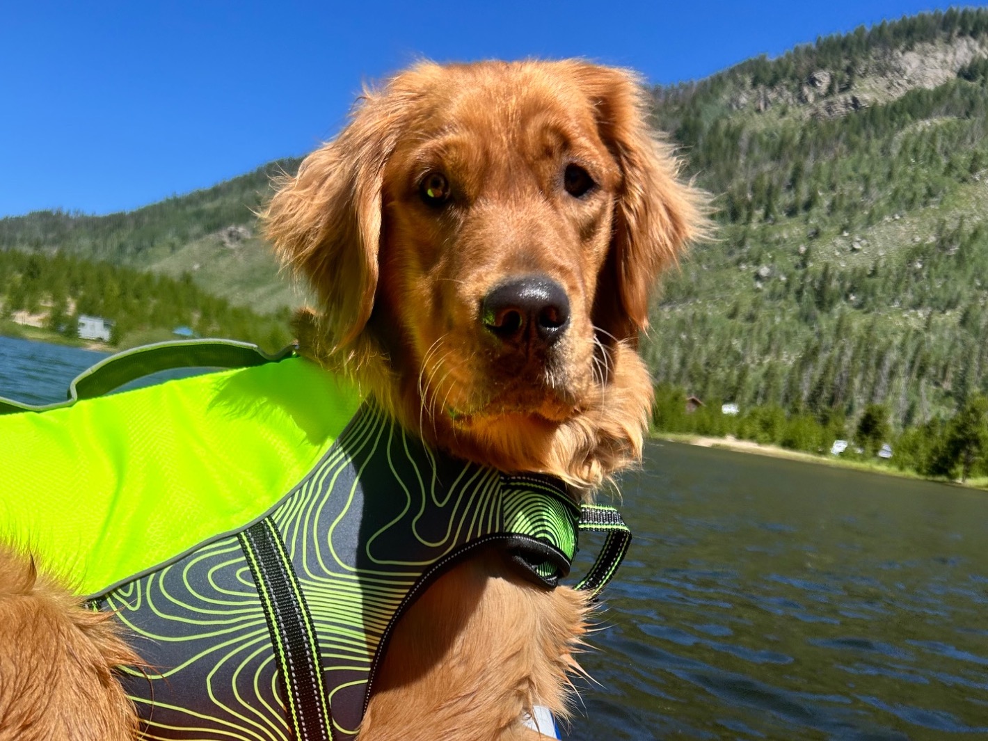 Lil Bit - Golden Retriever | Petmeetly