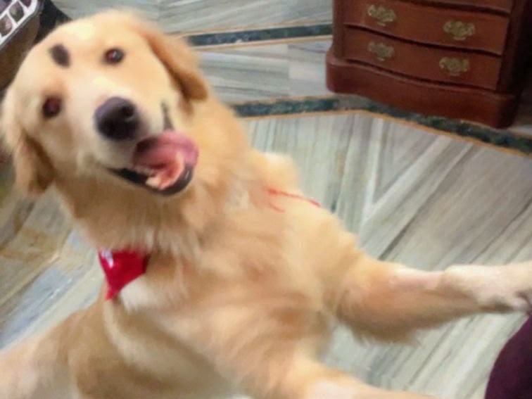 Charlie - Golden Retriever | Petmeetly