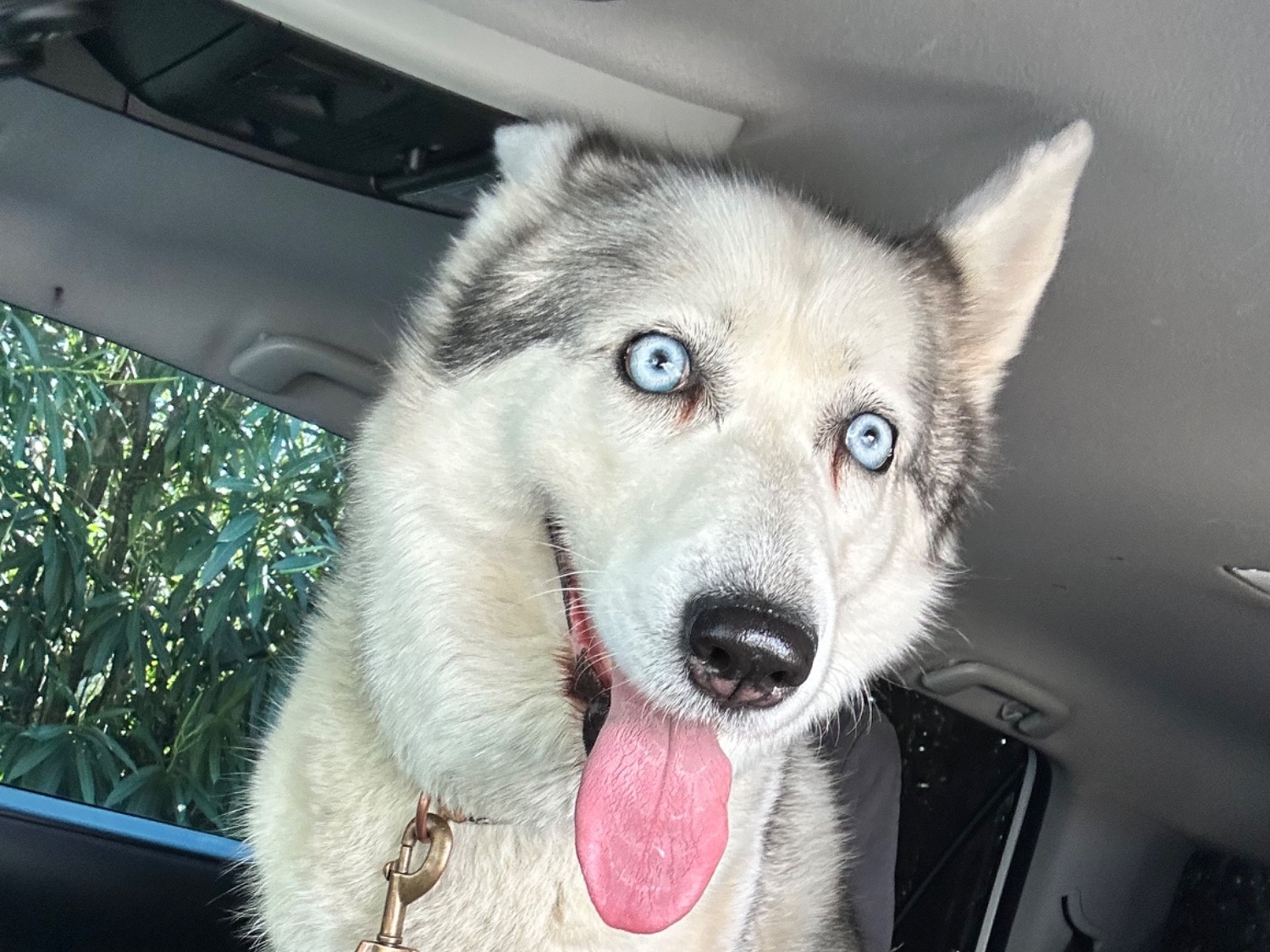 miba - Siberian Husky | Petmeetly