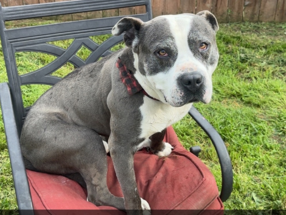 zeus - American Staffordshire Terrier | Petmeetly