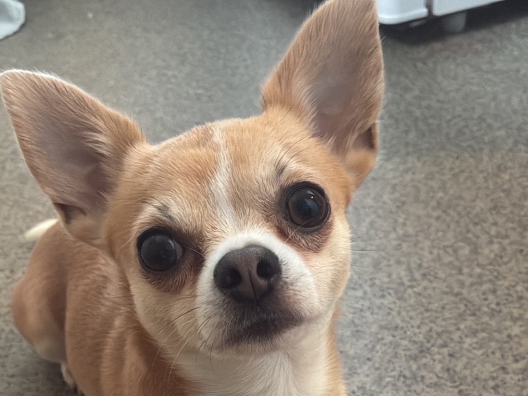 teddy - Chihuahua | Petmeetly