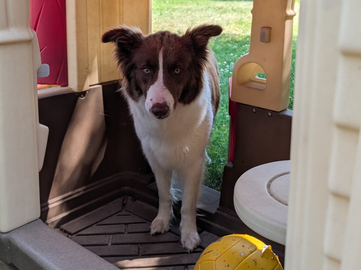 Ruby - Border Collie | Petmeetly