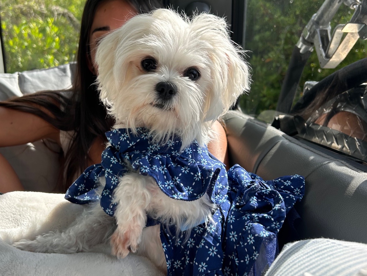 Barbie - Maltese | Petmeetly