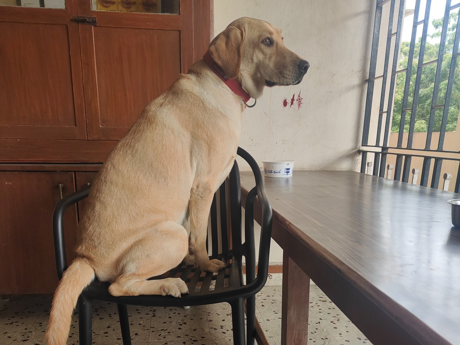 lucky - Labrador Retriever | Petmeetly
