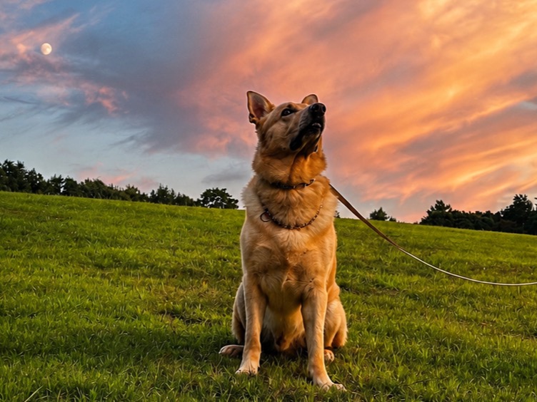 Luke - German Shepherd | Petmeetly