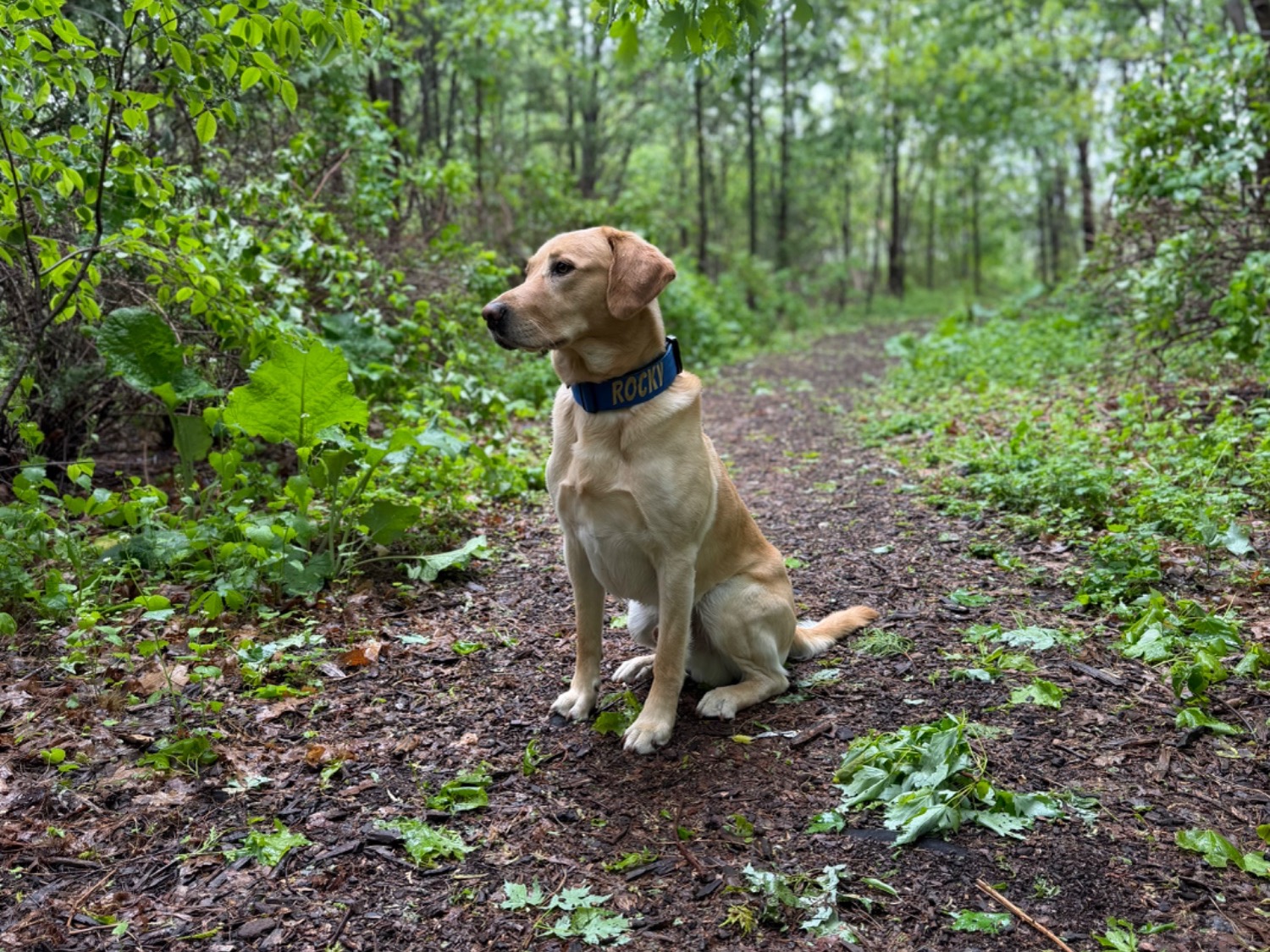 Rocky - Labrador Retriever | Petmeetly