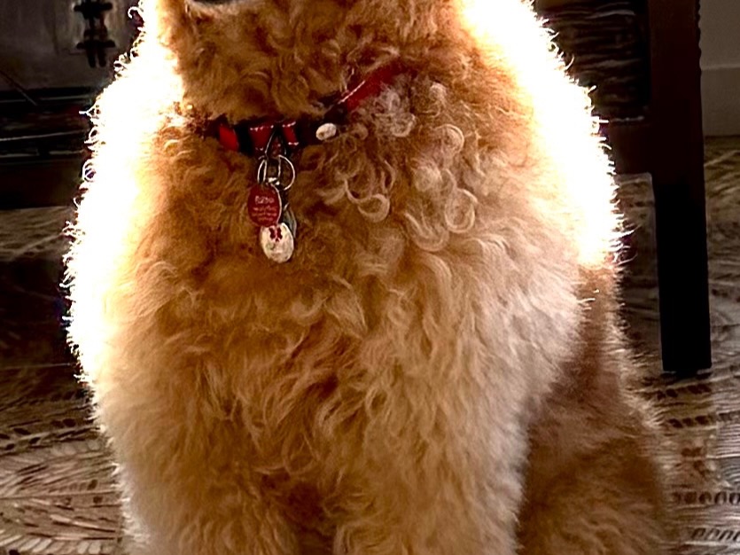 romeo - Golden Retriever | Petmeetly