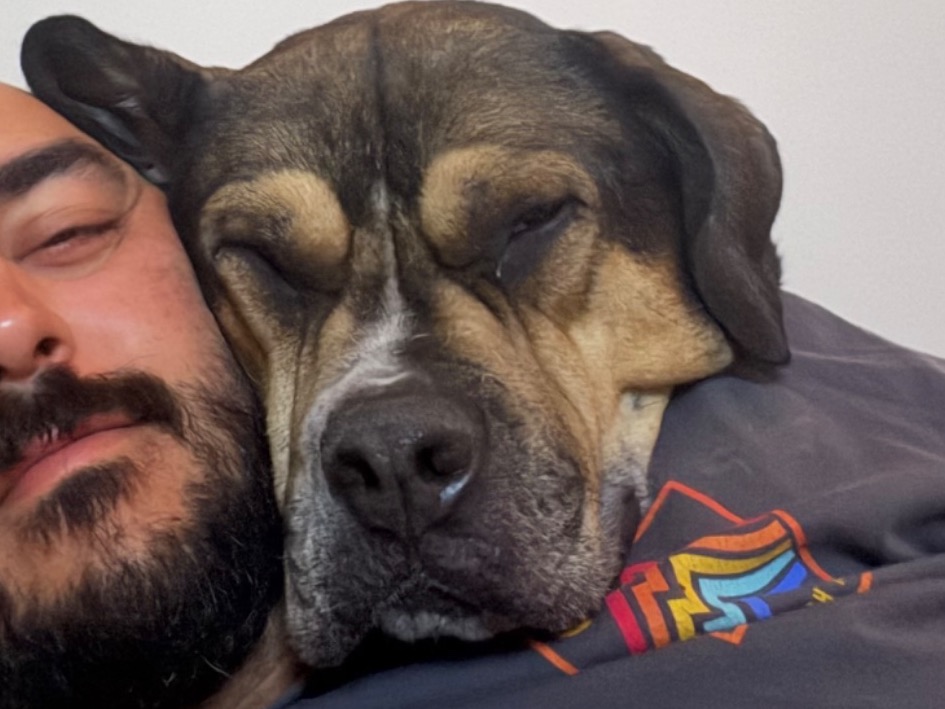 American Bully 6 years old male large named pico for breeding in Austin, Texas | Petmeetly