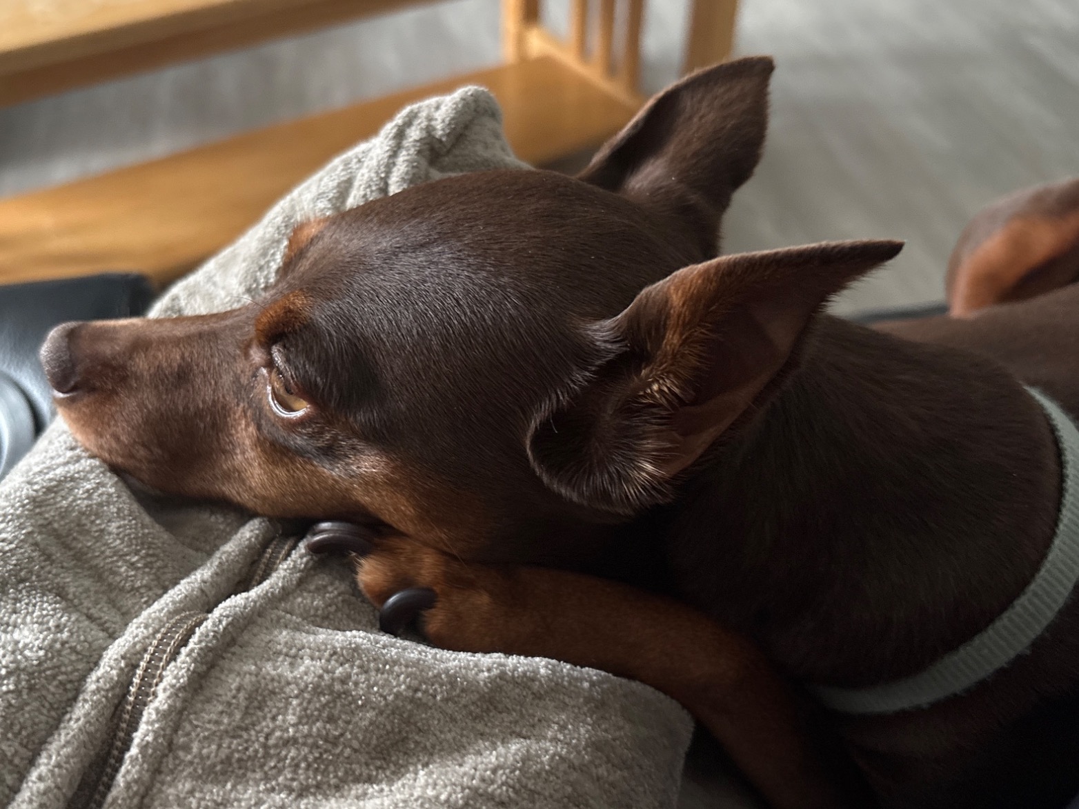 louie - Miniature Pinscher | Petmeetly