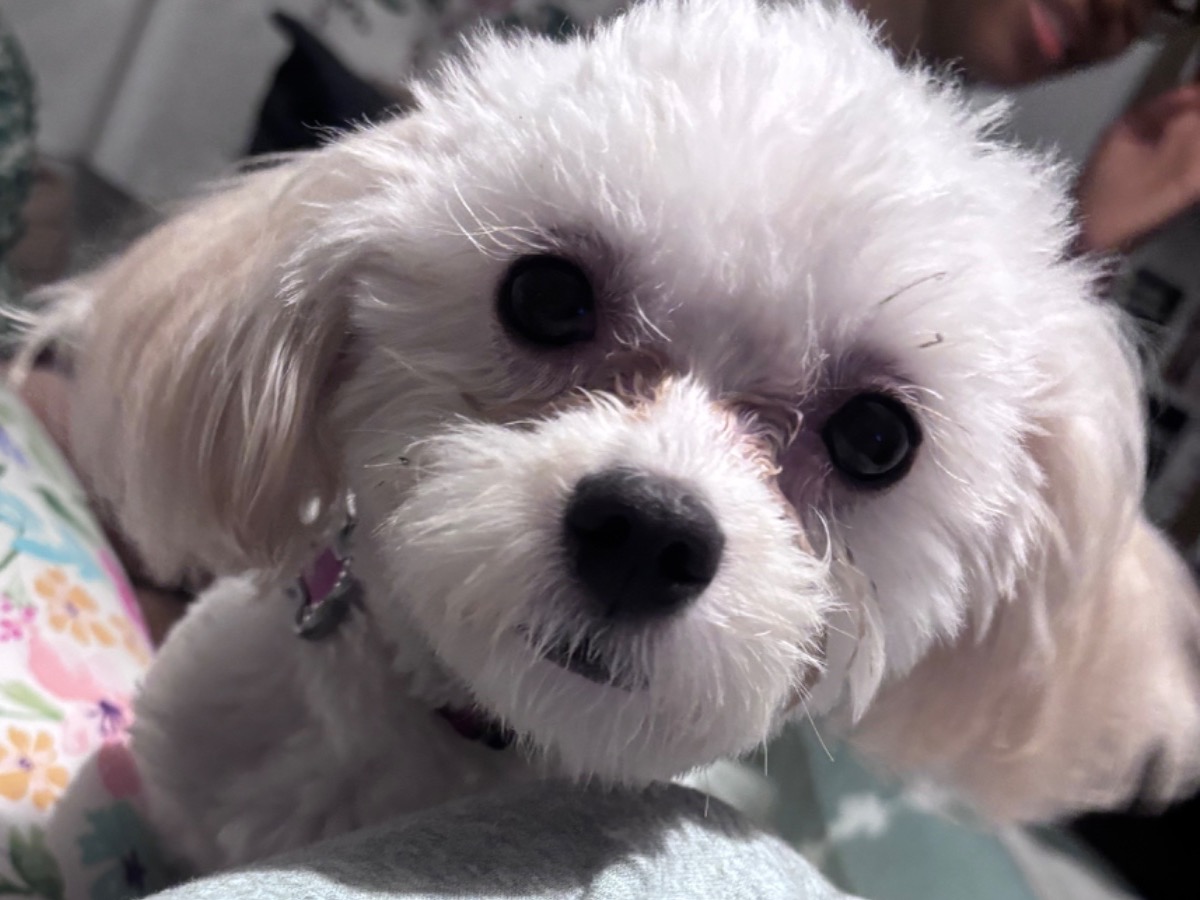 Prince Mufasa - Maltipoo | Petmeetly