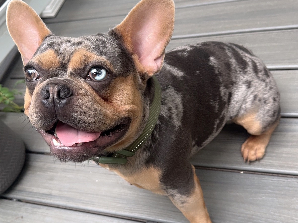 Simba - French Bulldog | Petmeetly
