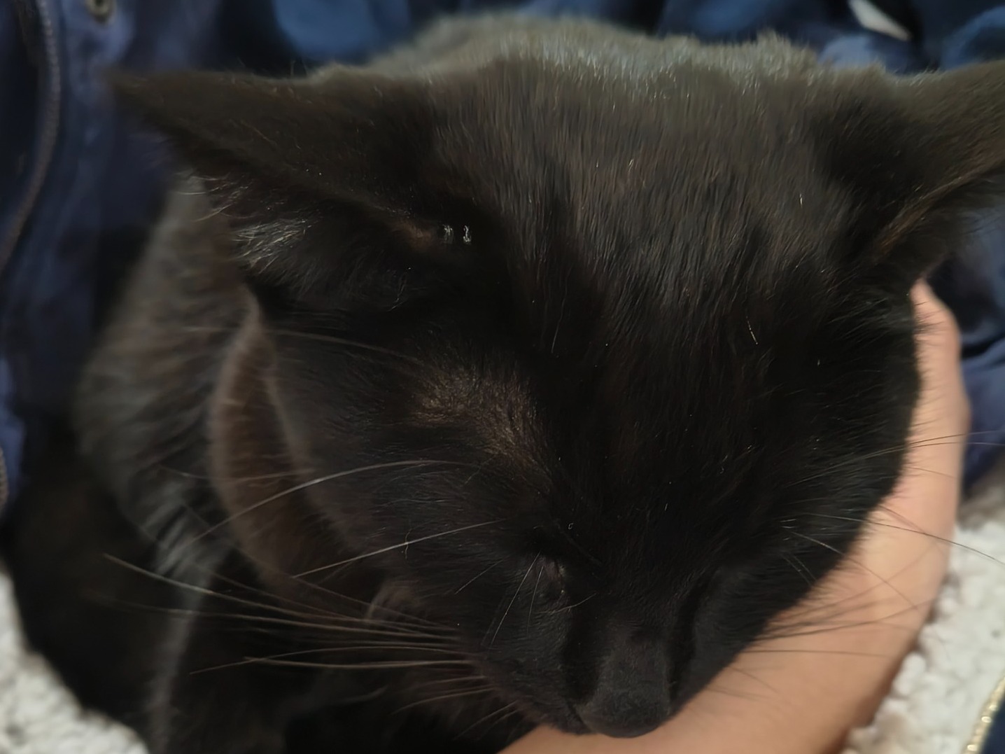 Missy - Domestic Shorthair | Petmeetly