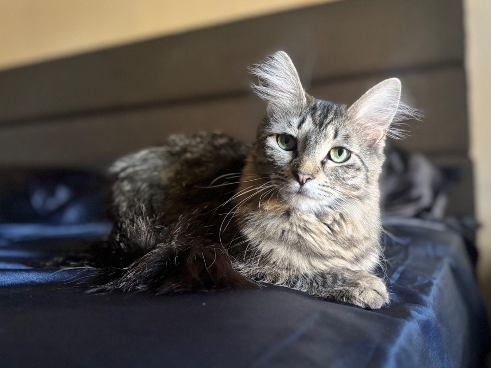Sahara - Siberian | Petmeetly