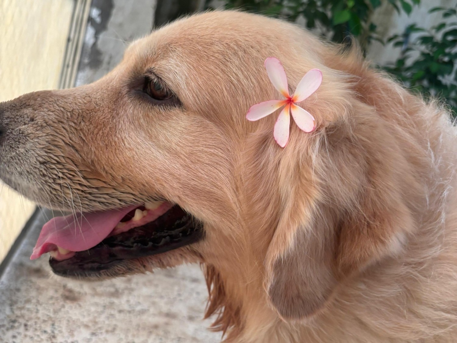 Nawab - Golden Retriever | Petmeetly