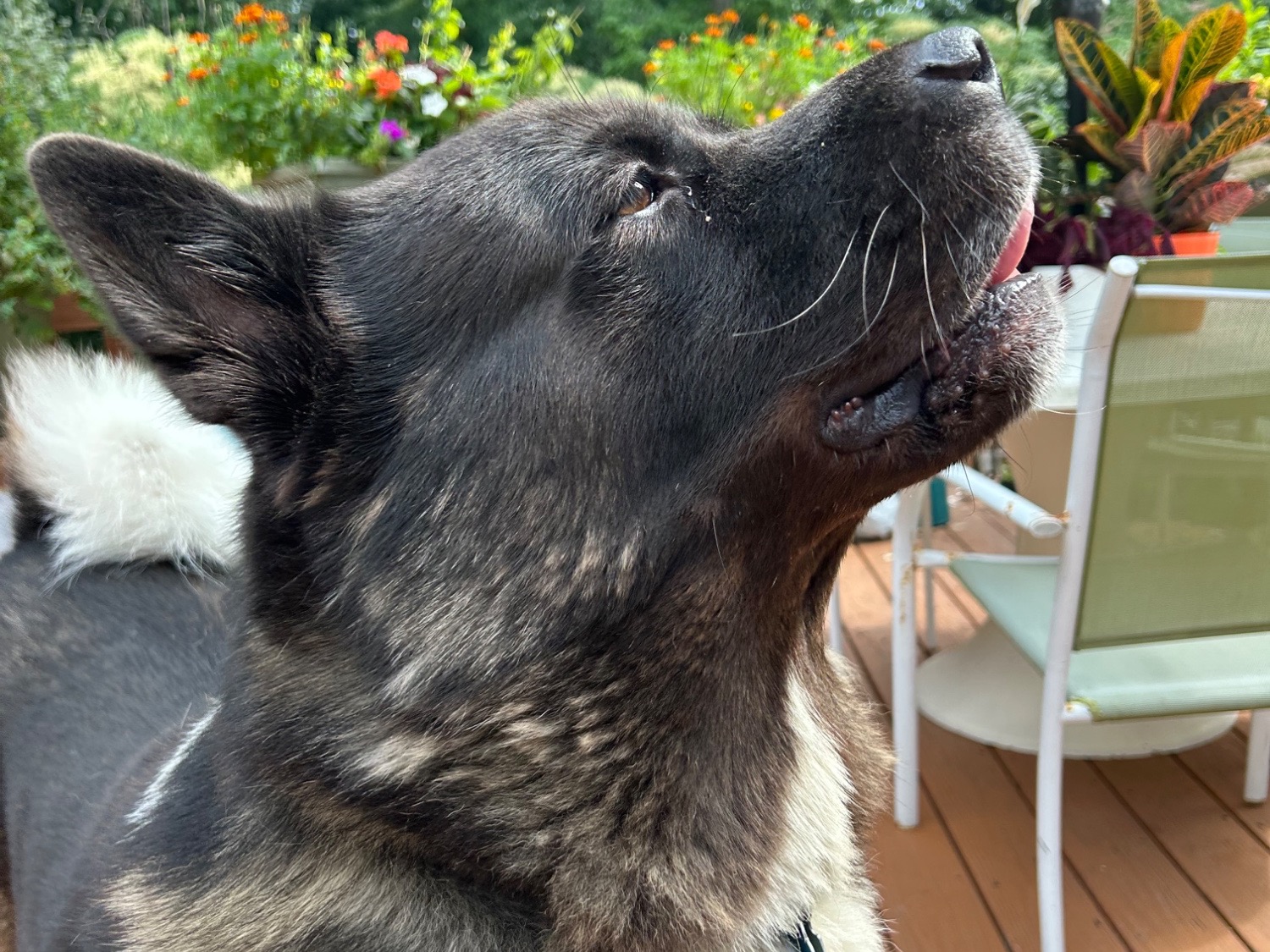 Yoshi - American Akita | Petmeetly