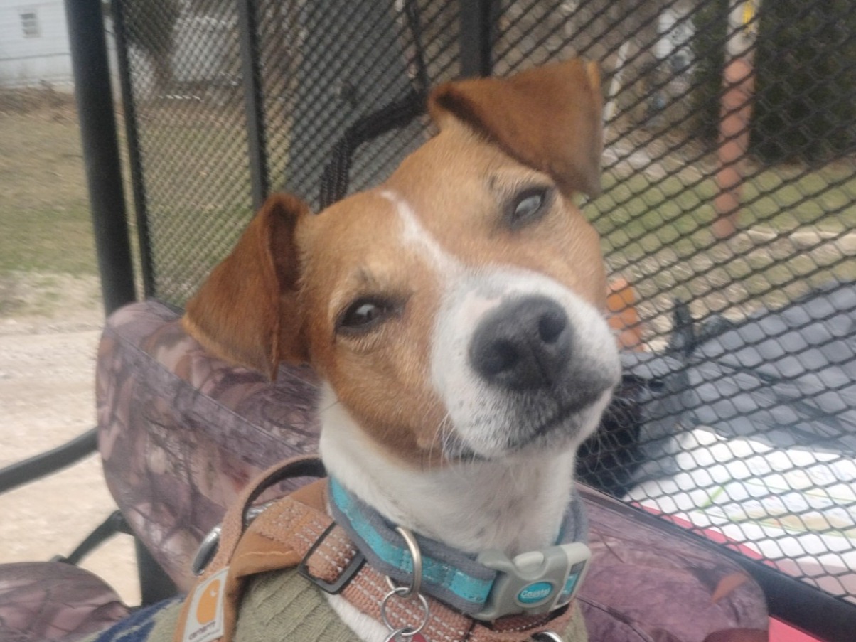 Amy Ann Wise - Jack Russell Terrier | Petmeetly