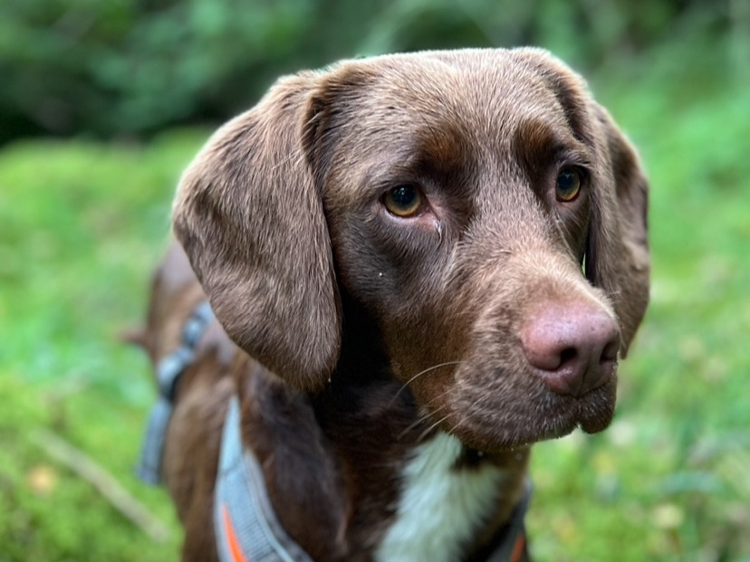 freya - English Springer Spaniel | Petmeetly