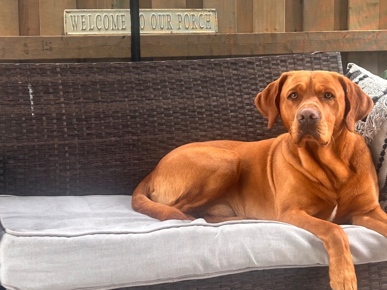 Teddy - Fox Red Labrador | Petmeetly