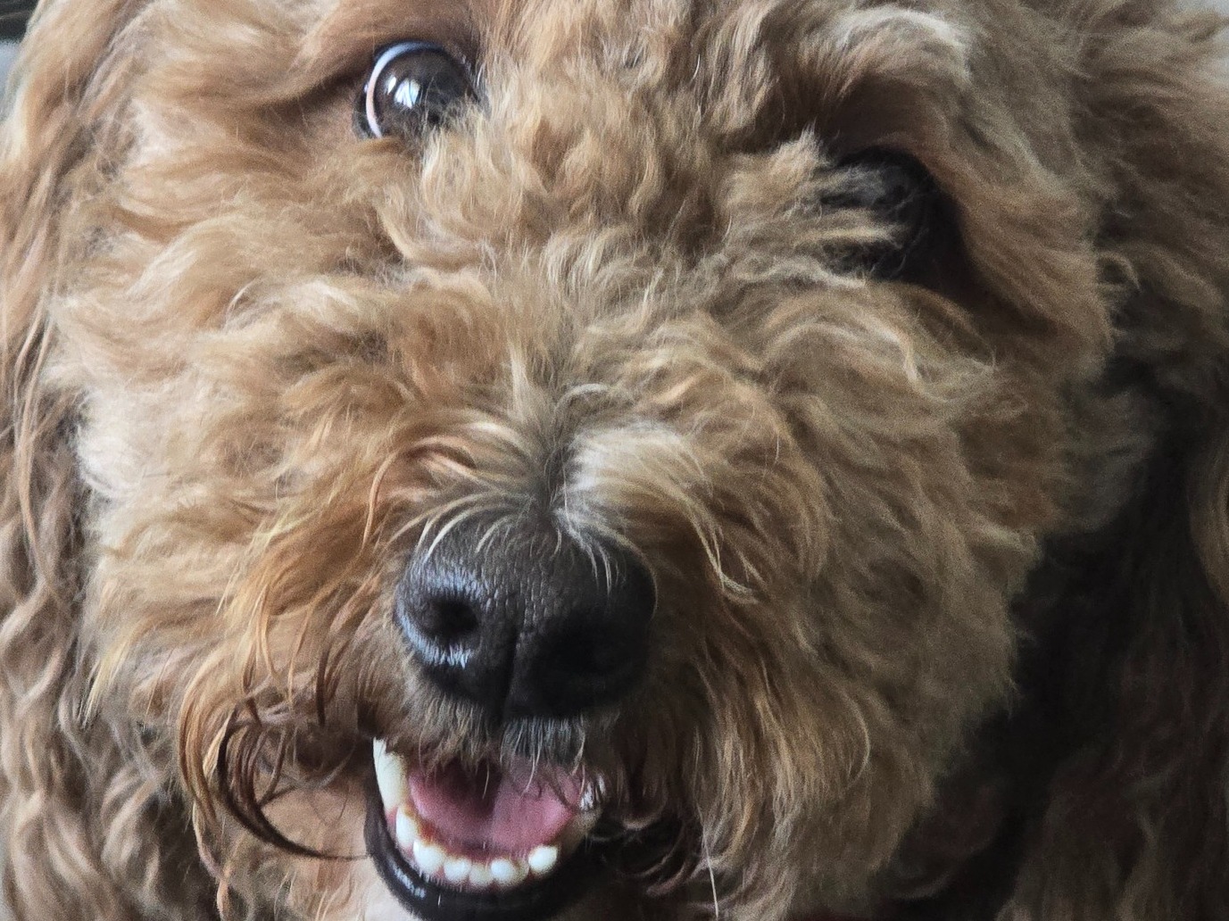 Bella - Mini Golden Doodle | Petmeetly