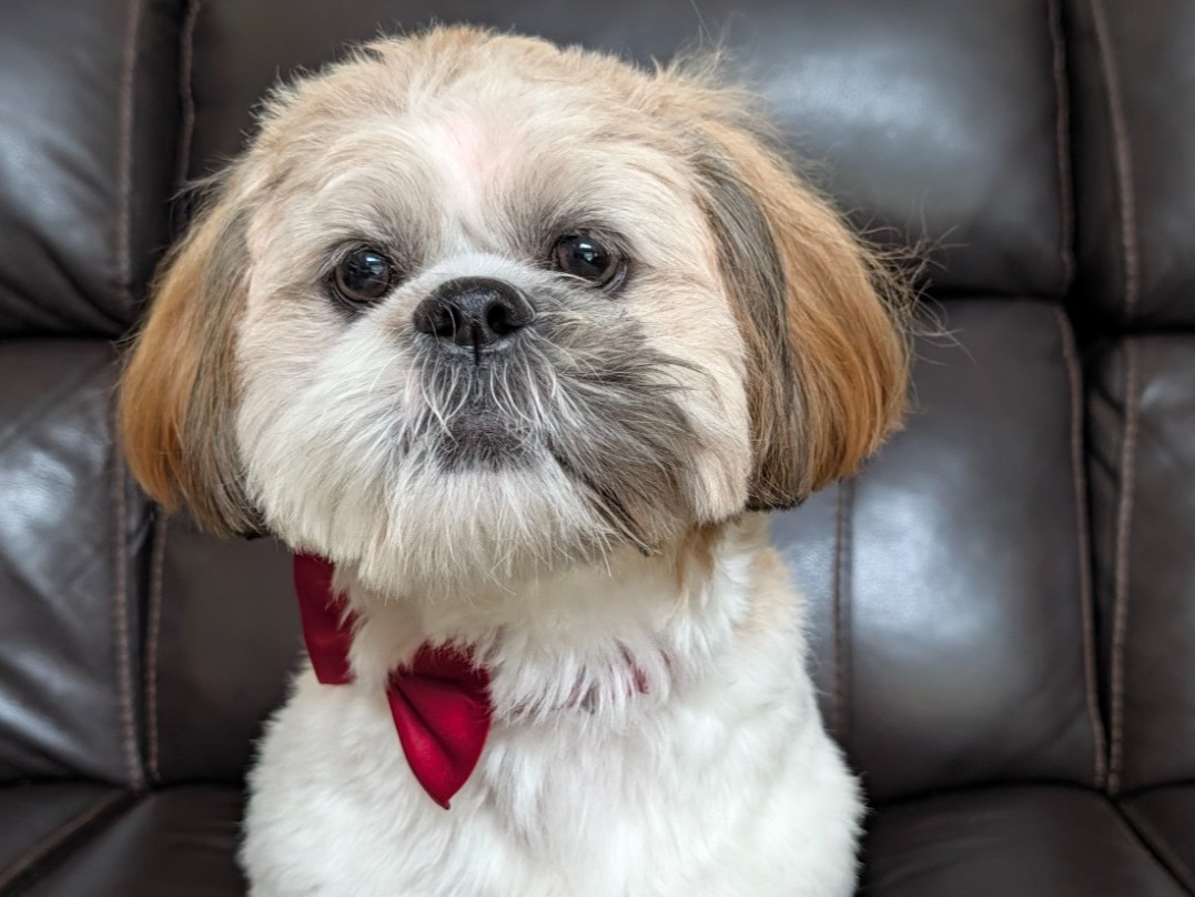 Rapha - Shih Tzu | Petmeetly