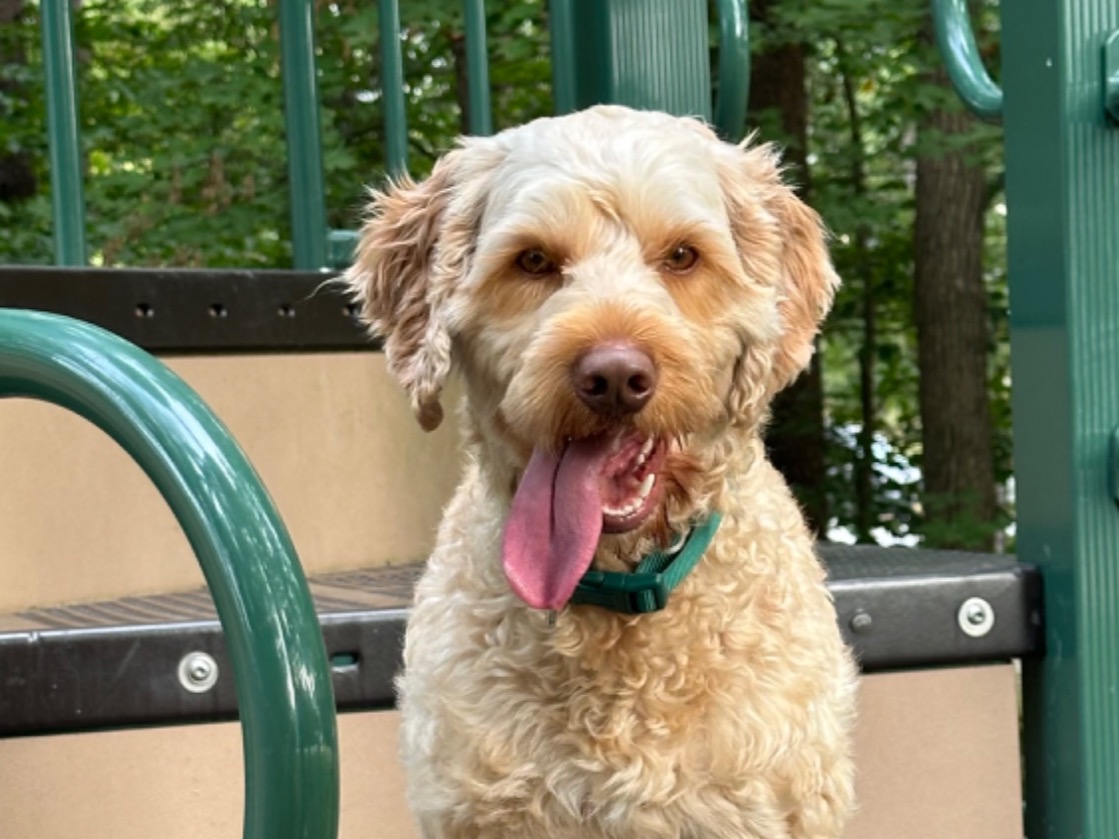 BJ - Australian Labrodoodle | Petmeetly