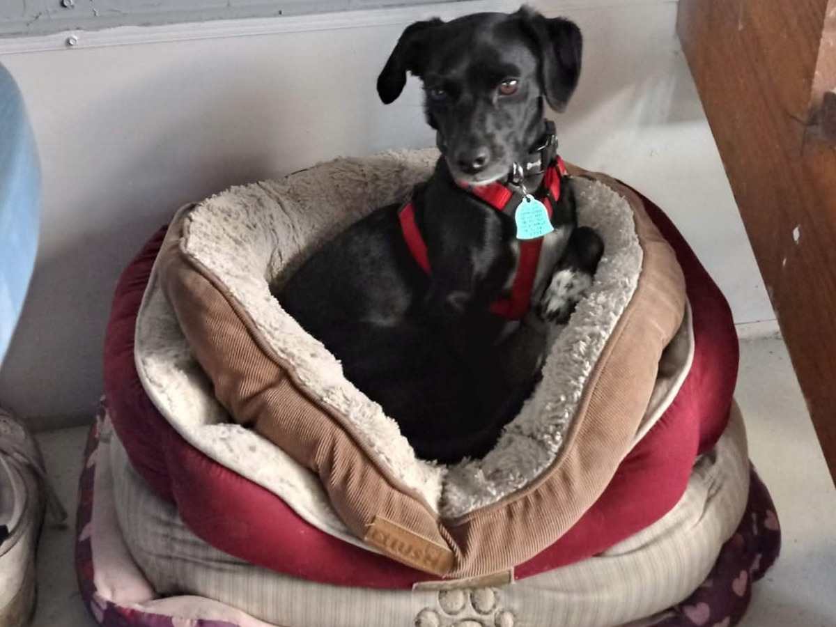 Pebbles - Jack Russell Terrier | Petmeetly