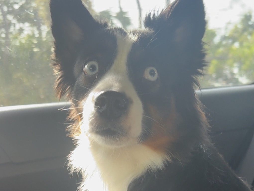 Stormie MINI AUSSIE - Australian Shepherd | Petmeetly