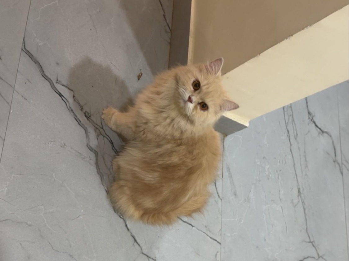 tutu - Persian | Petmeetly