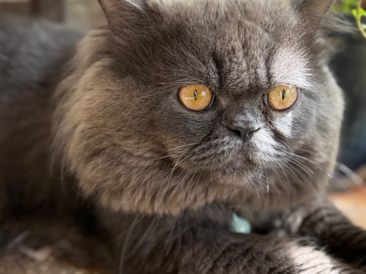 coco - Persian | Petmeetly