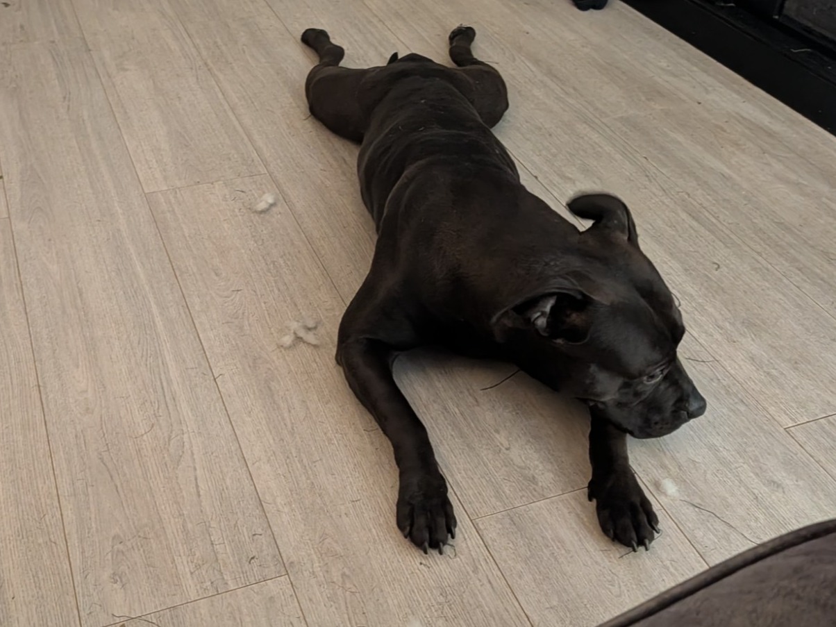Echo - Staffordshire Bull Terrier | Petmeetly