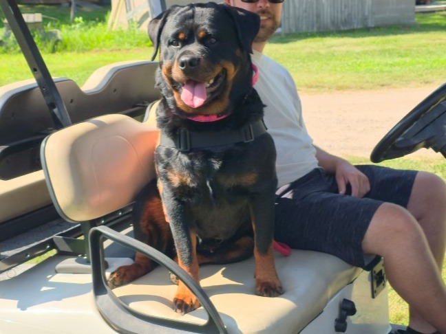 Leia - Rottweiler | Petmeetly