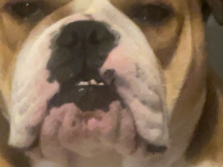 Old English Bulldog 4 years 3 months old female medium named narla for breeding in Norfolk, England | Petmeetly
