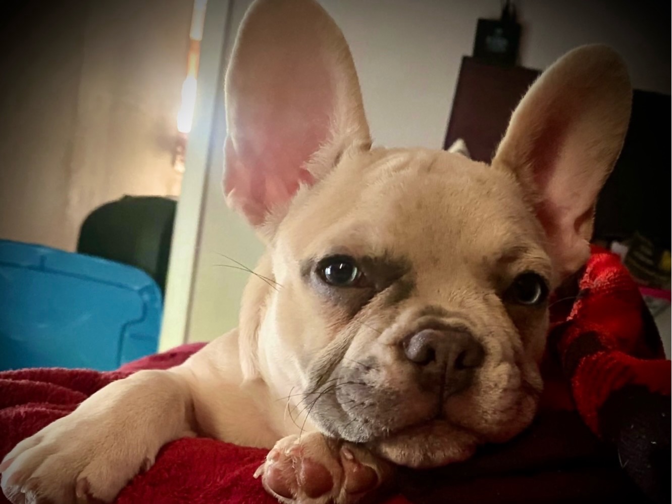 ace - French Bulldog | Petmeetly