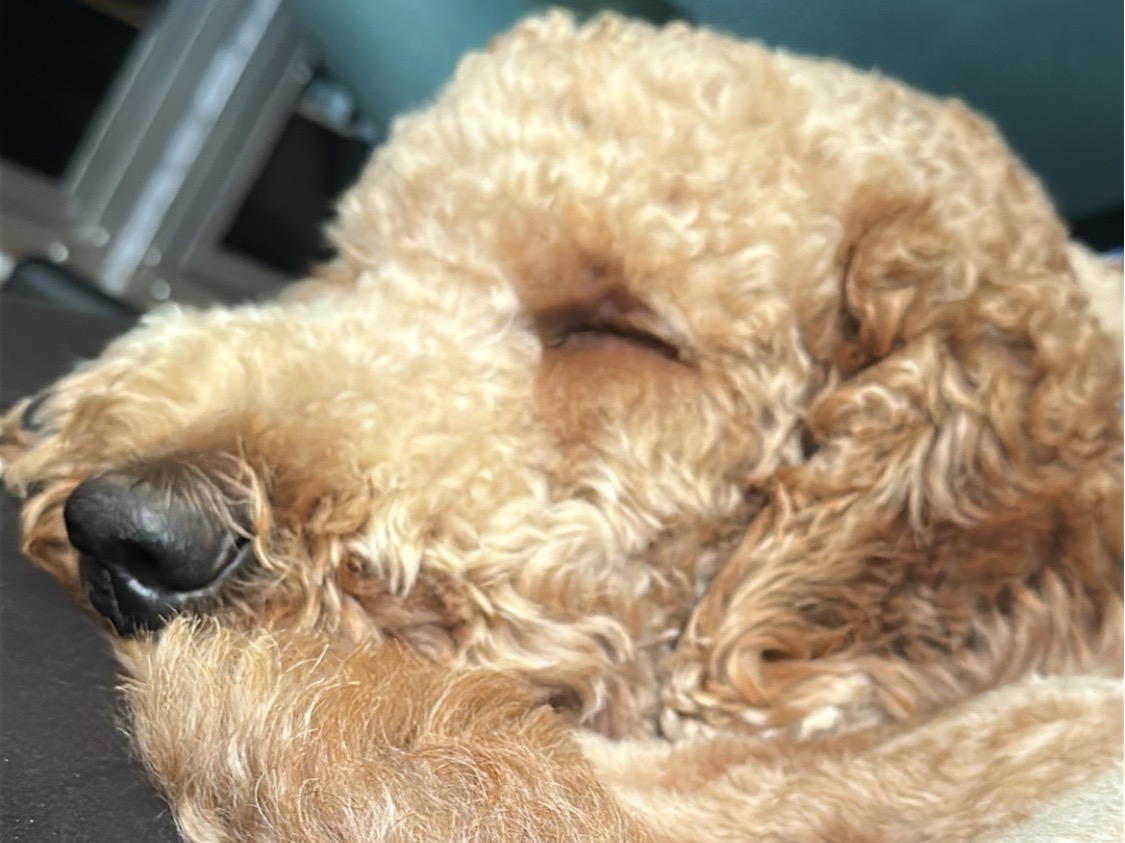 Joey - Goldendoodle | Petmeetly