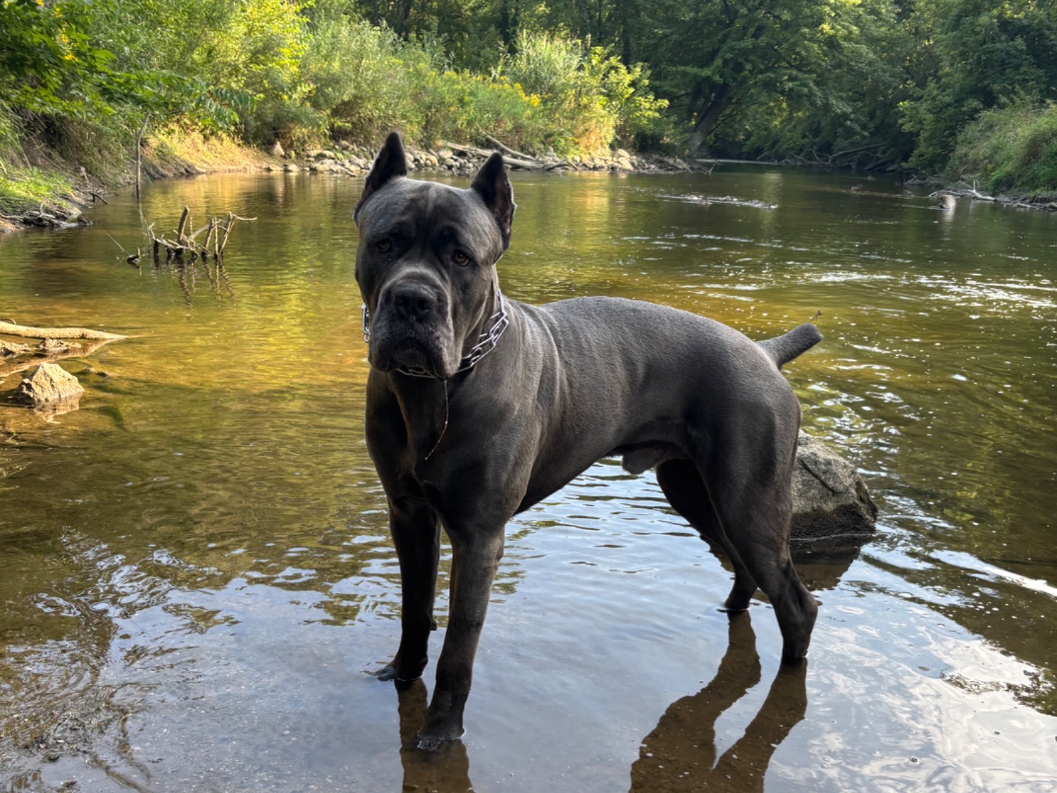 Zuko - Cane Corso | Petmeetly
