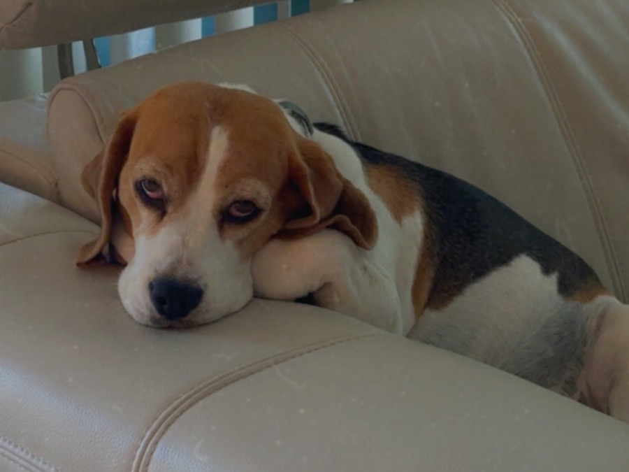 dixie - Beagle | Petmeetly