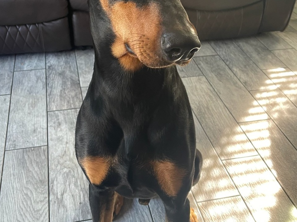 polo - Doberman | Petmeetly