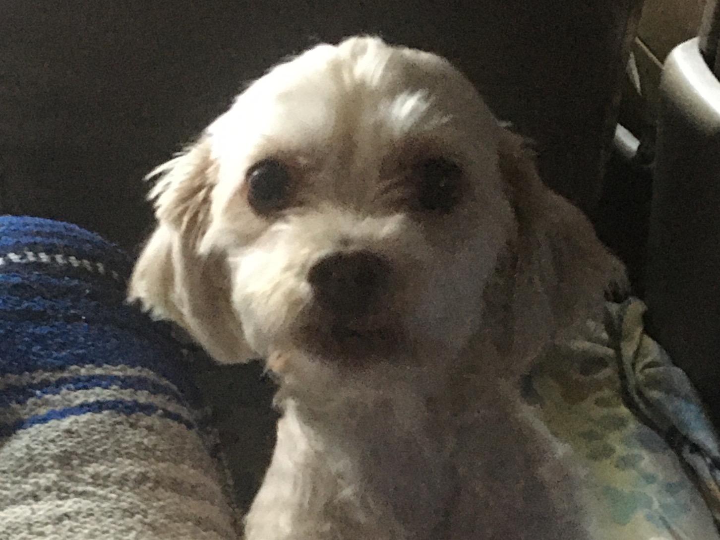 Luna - Maltipoo | Petmeetly